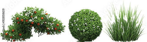 Set of fruit bush, round hedge shrub and tall grass plants isolated on white background botanical vector illustration