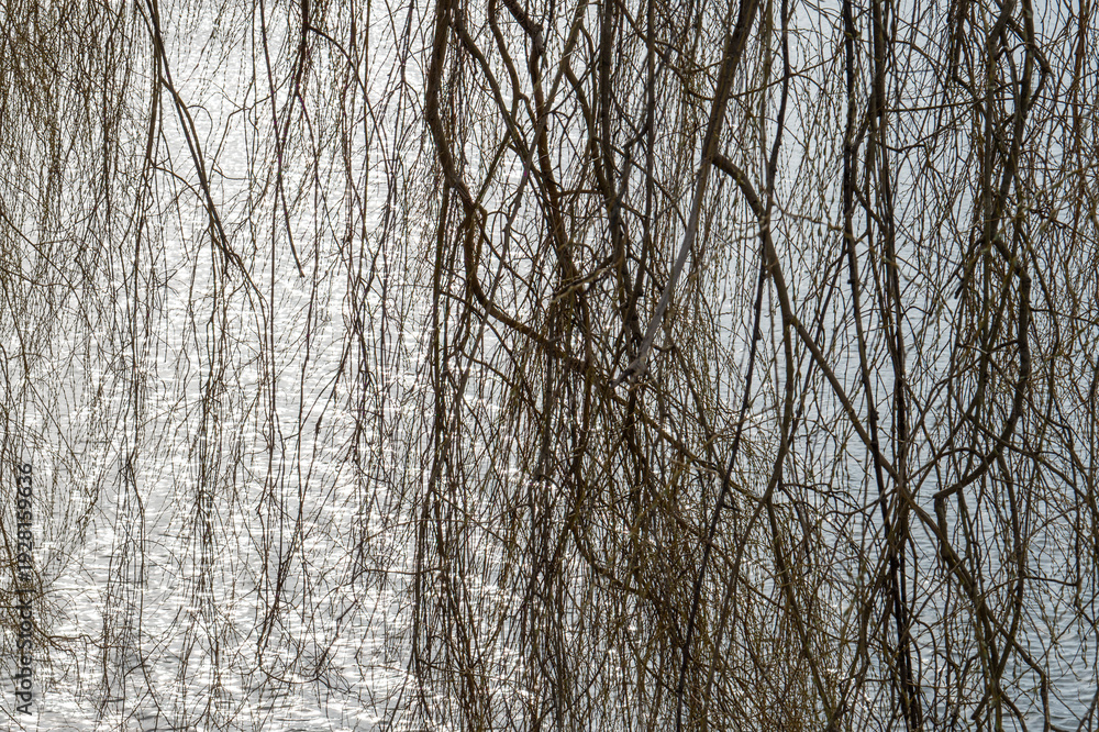Fototapeta premium Weeping willow branches reflecting on shimmering water surface