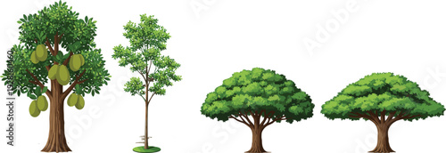 Collection of tropical fruit tree and green shade trees isolated on white background botanical nature vector illustration set