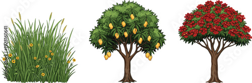 Set of grass bush, mango fruit tree and red flowering tree isolated on white background botanical vector illustration collection