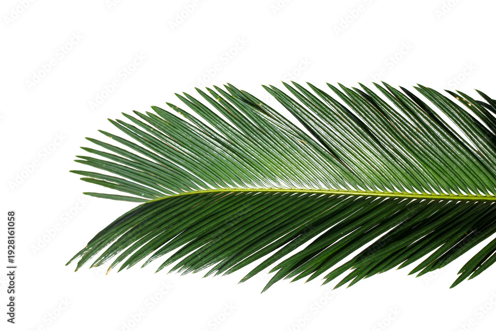 Obraz premium palm leaf isolated on white