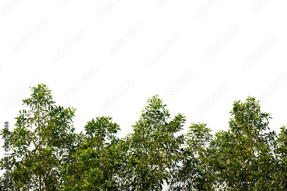 Fototapeta premium green tree leaves isolated on white background