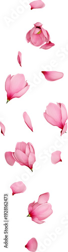 Wallpaper Mural Falling Pink Magnolia Flowers and Petals Torontodigital.ca