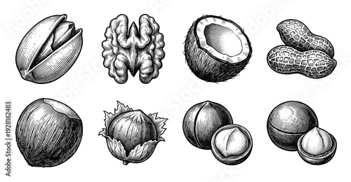 Vintage engraving style collection of assorted nuts including pistachio walnut coconut peanut hazelnut and macadamia in black and white woodcut illustration