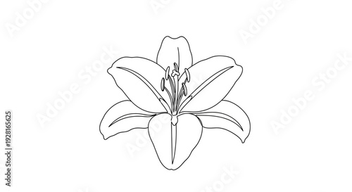 Simple line drawing of a lily flower illustration.