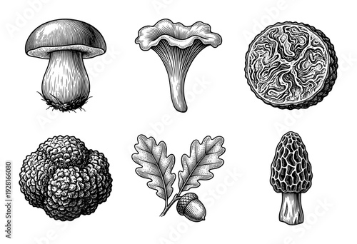 Vintage engraving style collection of edible wild mushrooms and forest elements featuring morel chanterelle truffle and oak branch with acorn