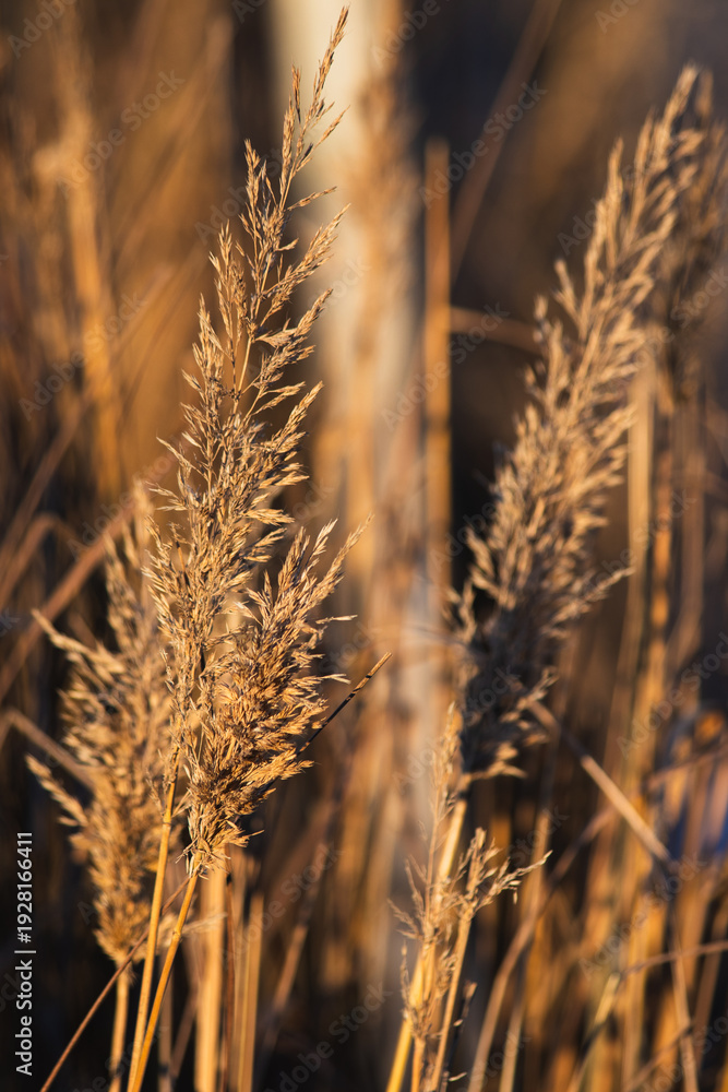 Obraz premium golden wheat field