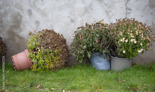 Wilted potted chrysanthemums neglected and knocked over against a concrete wall