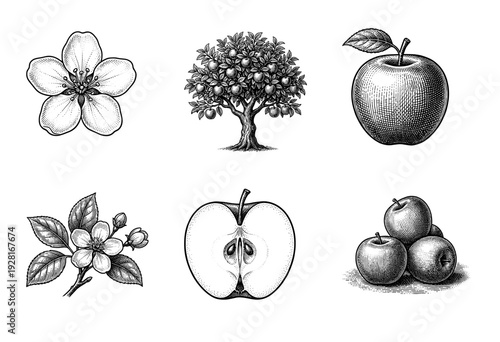 Vintage engraving collection of apple tree botanical elements including blossoms fruit cross sections and orchard growth stages