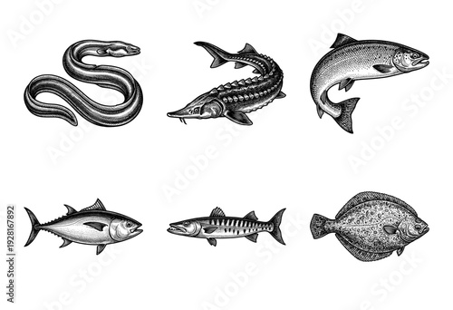 Vintage engraving style collection of diverse fish species including eel sturgeon salmon tuna barracuda and flounder set against a plain surface