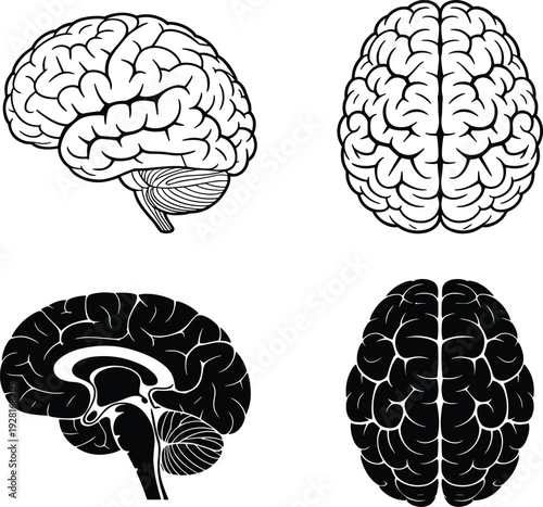 Human brain anatomy vector illustration set, multiple views medical education neuroscience concept isolated