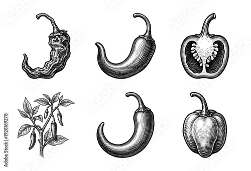 Vintage woodcut style collection of chili pepper varieties and bell peppers featuring botanical plant drawing and cross section illustrations