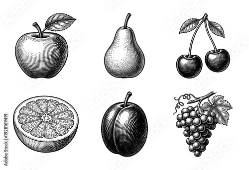 Vintage woodcut style fruit collection featuring apple pear cherries orange plum and grapes in monochrome engraving