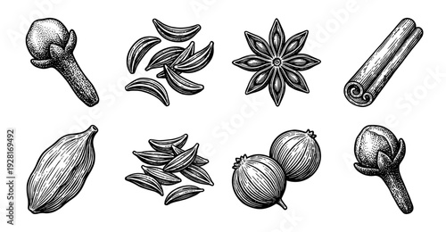 Vintage hand drawn engraving of aromatic whole spices including cinnamon star anise cardamom and cloves set on white background