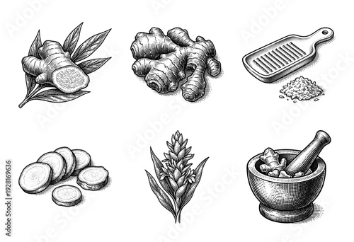 Vintage engraving style ginger root set featuring whole rhizomes, sliced pieces, botanical plant flower, and kitchen preparation tools like grater and mortar with pestle.