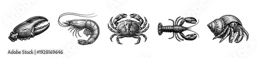 Vintage engraving set of marine crustaceans featuring a lobster claw shrimp crab crawfish and hermit crab in a traditional woodcut hatched style