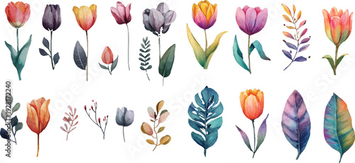 colorful tulips on white background