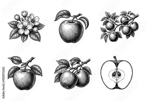Vintage apple fruit botanical illustration set featuring hand drawn woodcut style blossoms branches and sliced cross section