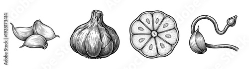 Vintage engraving style garlic botanical illustration featuring whole bulb, individual cloves, cross section, and flowering scape for culinary and medicinal concepts.