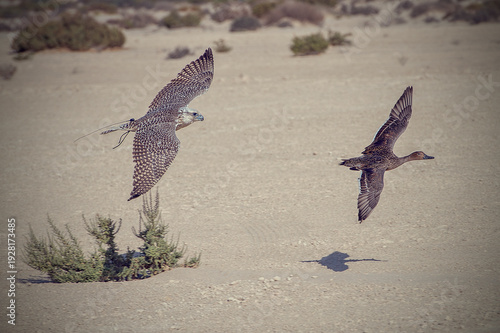 Majestic Saker falcon with tracking transmitter pursues a pintail duck in low-level flight over arid desert during traditional falconry training.