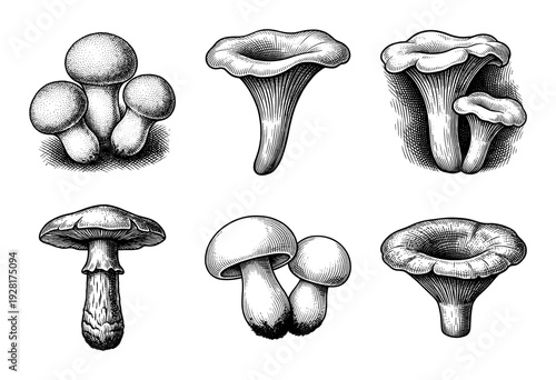 Vintage style engraving of edible and wild mushrooms collection including chanterelle and porcini varieties in black and white line art