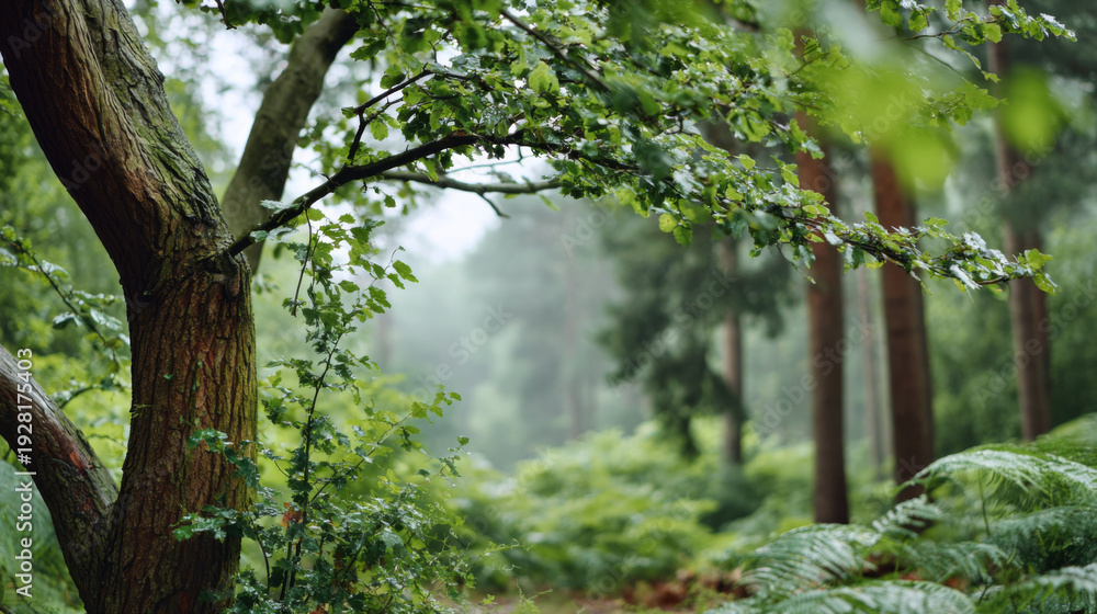 Fototapeta premium Lush woodland tree with green leaves, gentle drizzle, faint mist, peaceful natural forest