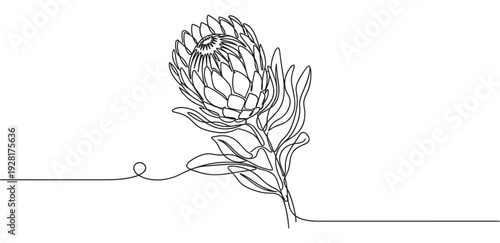 Protea flower drawn with a single continuous line, a minimalist and elegant botanical illustration showcasing the exotic bloom with clean, flowing contours