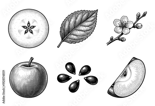 Vintage style botanical illustration of apple fruit components featuring cross section leaf blossom whole fruit seeds and slice in detailed woodcut engraving.