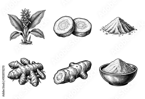 Vintage engraving of turmeric plant and ginger root set featuring botanical illustrations of rhizomes, cross sections, and ground spice powder in a bowl.