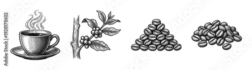 Vintage engraving collection of coffee plant branch with berries, roasted beans in piles, and a steaming hot cup on a saucer.