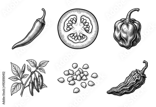 Vintage woodcut style illustration of chili peppers tomato slice and seeds in black ink line art