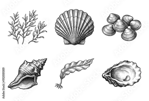 Vintage engraving collection of marine life elements including scallop shell conch clam oyster and various seaweed species in a detailed hand drawn line art style.