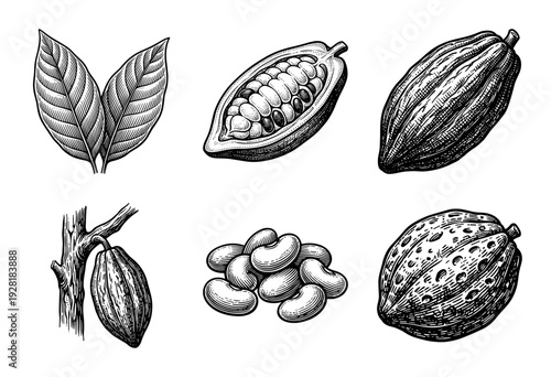 Vintage engraving of cocoa beans and pods collection featuring botanical illustrations of chocolate raw ingredients and tropical leaves