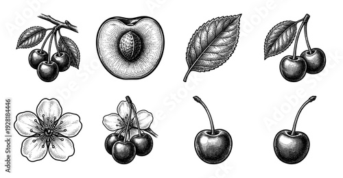 Vintage botanical engraving set of cherry fruit elements featuring whole berries, sliced drupe with pit, blooming flower, and serrated leaves.