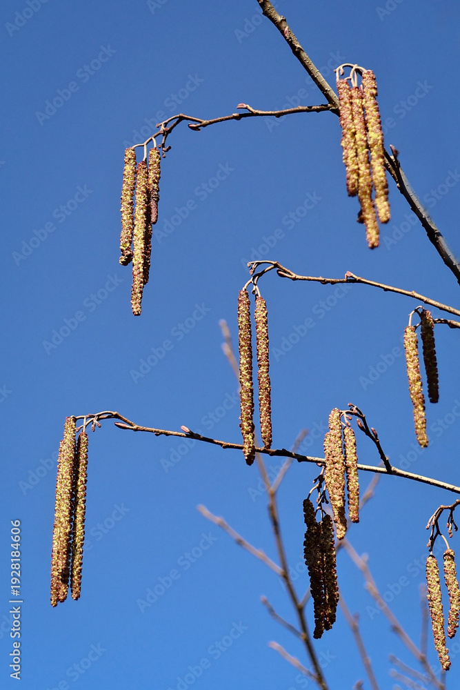 Naklejka premium Blossoming hazel trees with yellow catkins against a clear blue sky in spring.