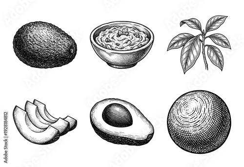 Vintage engraving style collection of avocado fruit elements featuring whole avocado, cross section, sliced wedges, guacamole bowl, and leafy branch.