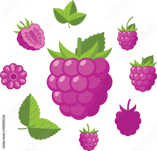 Raspberry fruit set with whole berries leaves and different shapes fresh organic summer dessert ingredient collection for healthy food and packaging design.