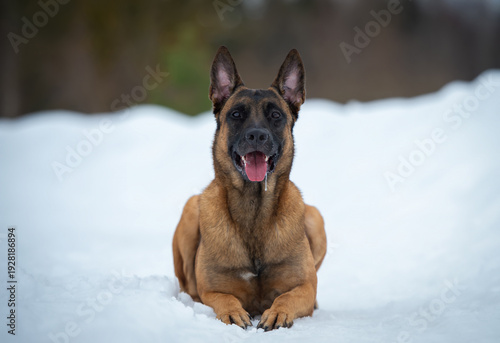 Portrait of belgian malinois shepherd dog in snow