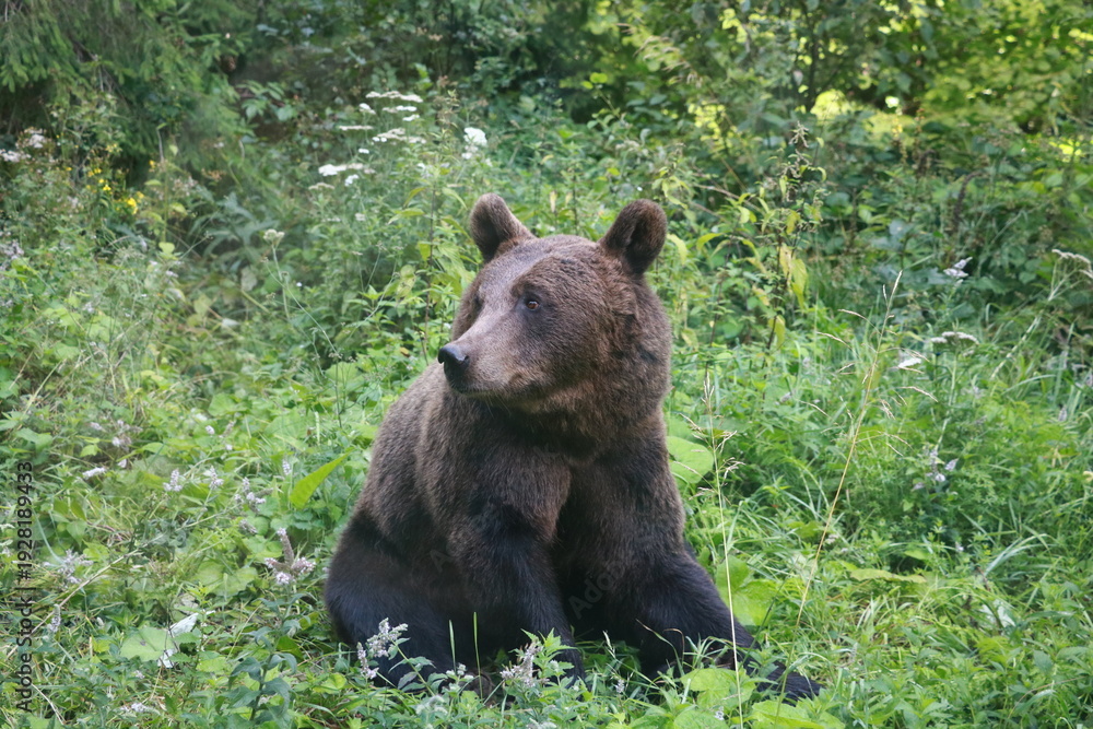 Fototapeta premium Ours brun