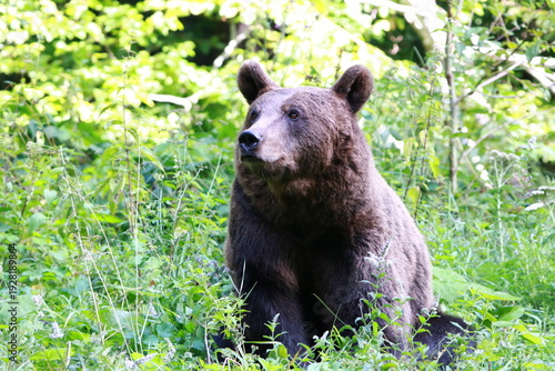 Ours brun