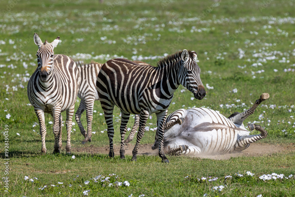 Obraz premium Zebras im Ngorongoro Krater in Tansania