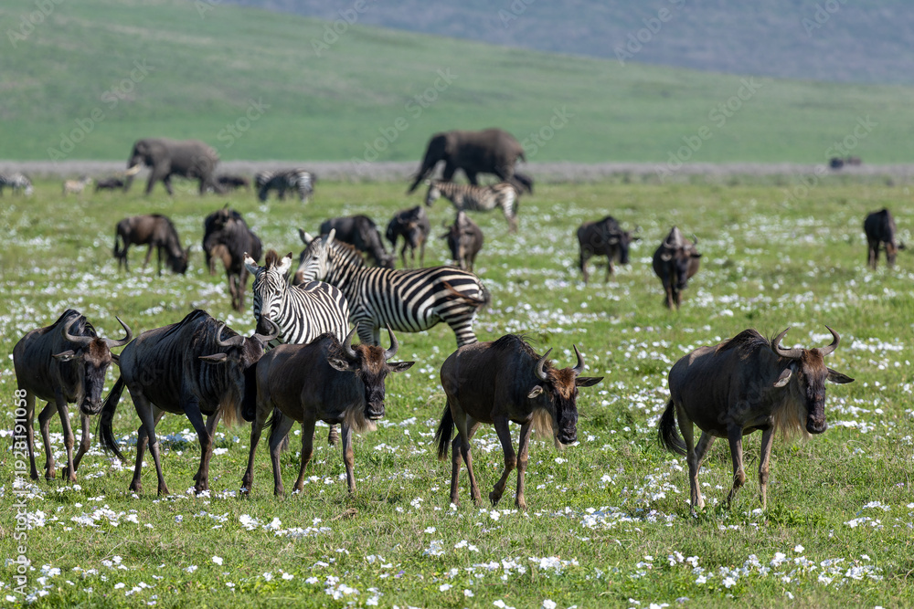 Fototapeta premium Zebras und Gnus im Ngorongoro Krater in Tansania