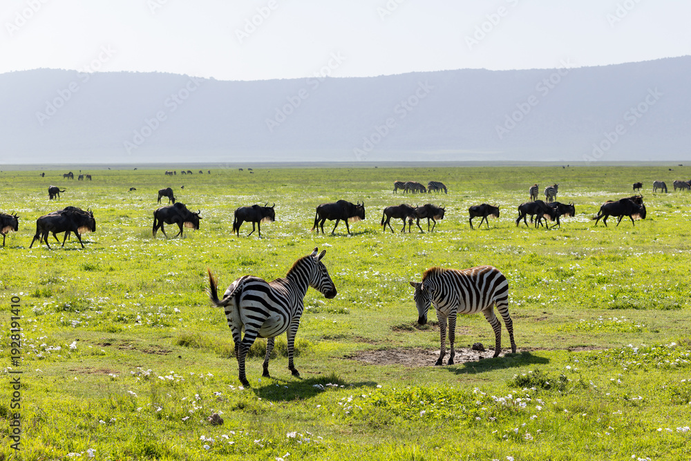 Fototapeta premium Zebras und Gnus im Ngorongoro Krater in Tansania