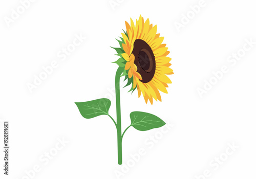 A vibrant sunflower stands tall, its bright yellow petals radiating outwards from a dark center, with green leaves and stem against a crisp white background