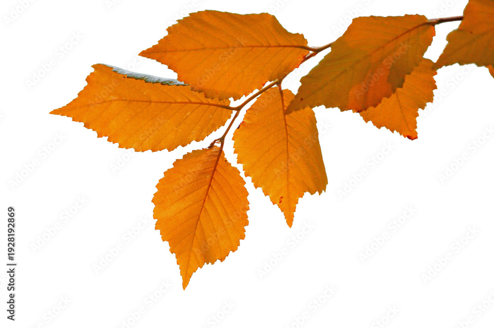 Fototapeta premium Autumn Leafy Branch: a close-up shot of a branch with autumn-colored leaves against a backdrop, highlighting the crisp beauty of the season.