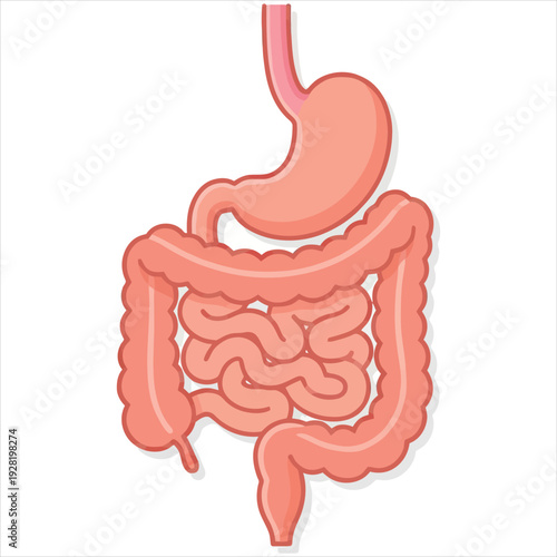 Stomach and Intestinal Tract Anatomy – Flat Vector Medical Illustration on White Background