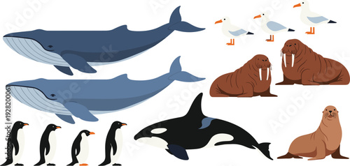 Set of arctic and polar marine wildlife vector illustrations featuring blue whales orca penguins walrus seagulls and seal isolated on white