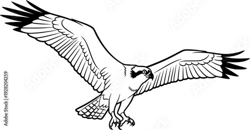osprey silhouette line art