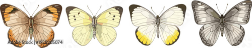 Realistic Butterfly Illustration Set Featuring Colorful Species, Vintage Style Lepidoptera Collection, Yellow and Orange Butterfly Wings on White Isolated Background Vector.