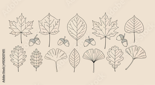 Various Leaves and Acorns on Beige Background